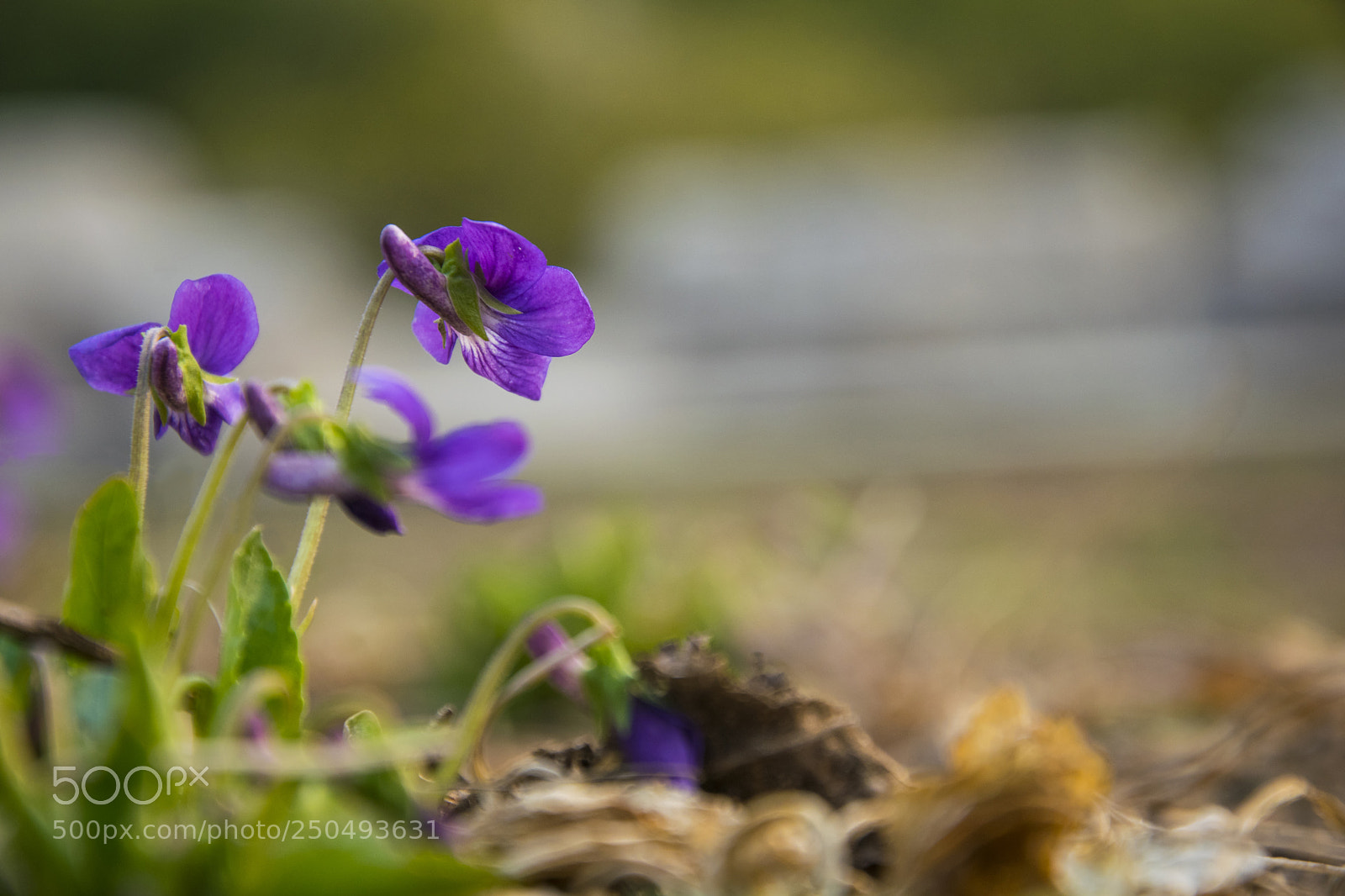 Nikon D5300 sample photo. Garden photography