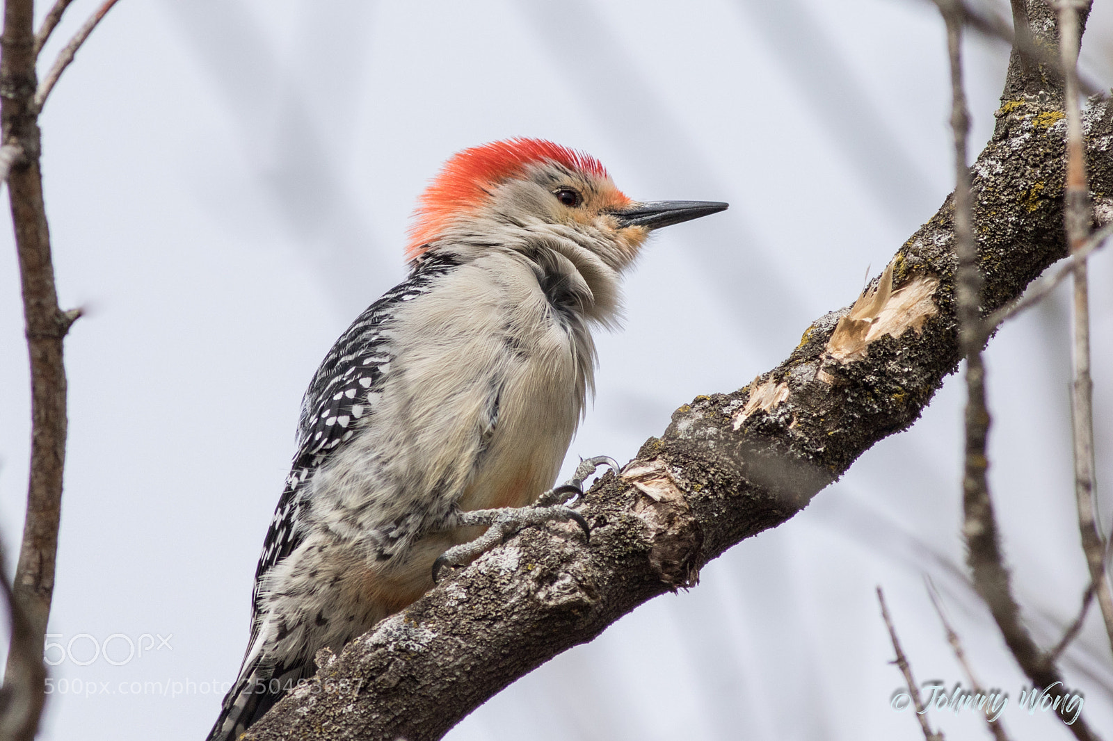 Canon EOS 7D Mark II sample photo. Red-bellied woodpecker photography