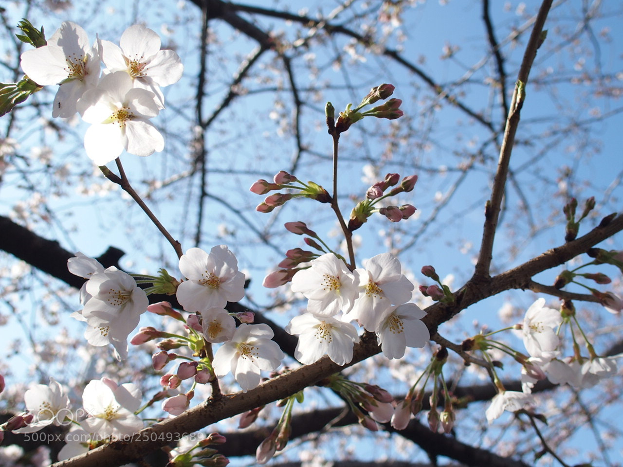 Olympus STYLUS1,1s sample photo. 桜 / sakura photography