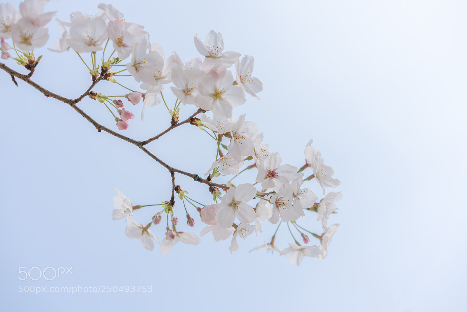 Sony a7R II sample photo. A bunch of sakura. photography