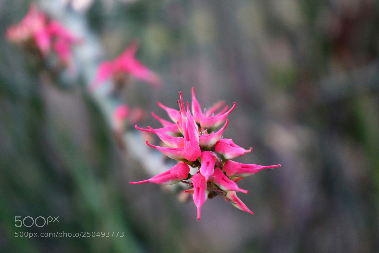 Canon EOS 200D (EOS Rebel SL2 / EOS Kiss X9) sample photo. A pink flower photography