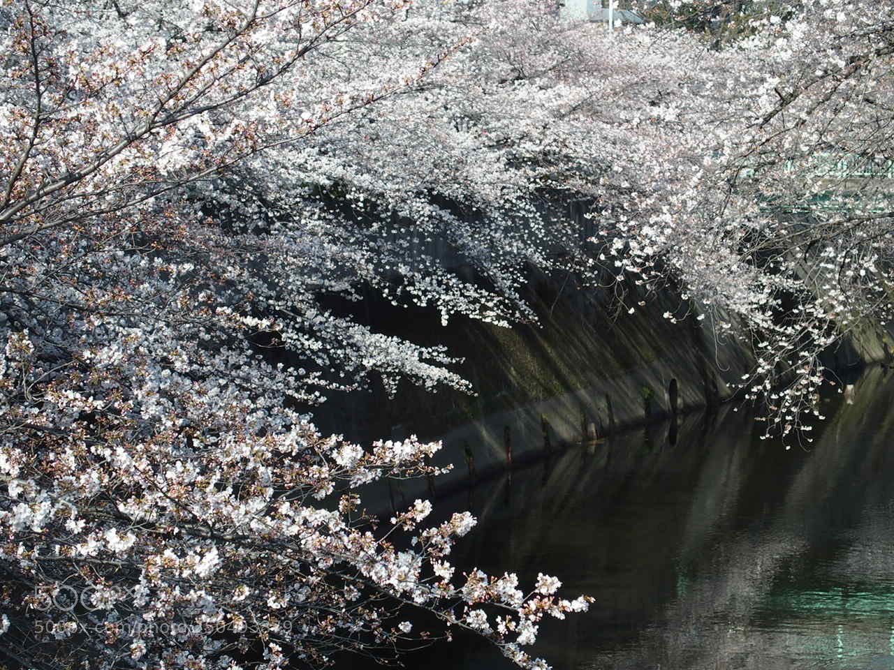 Olympus STYLUS1,1s sample photo. 桜 / sakura photography