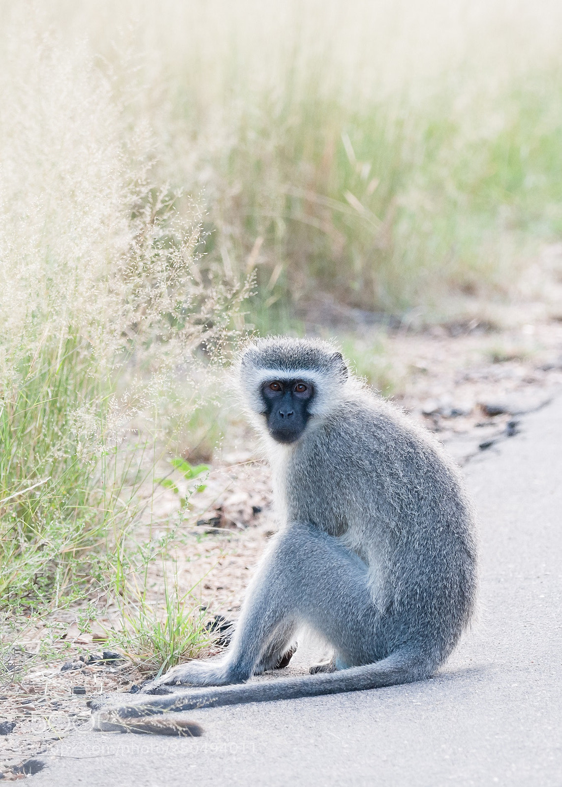 Nikon D300 sample photo. Sitting monkey photography