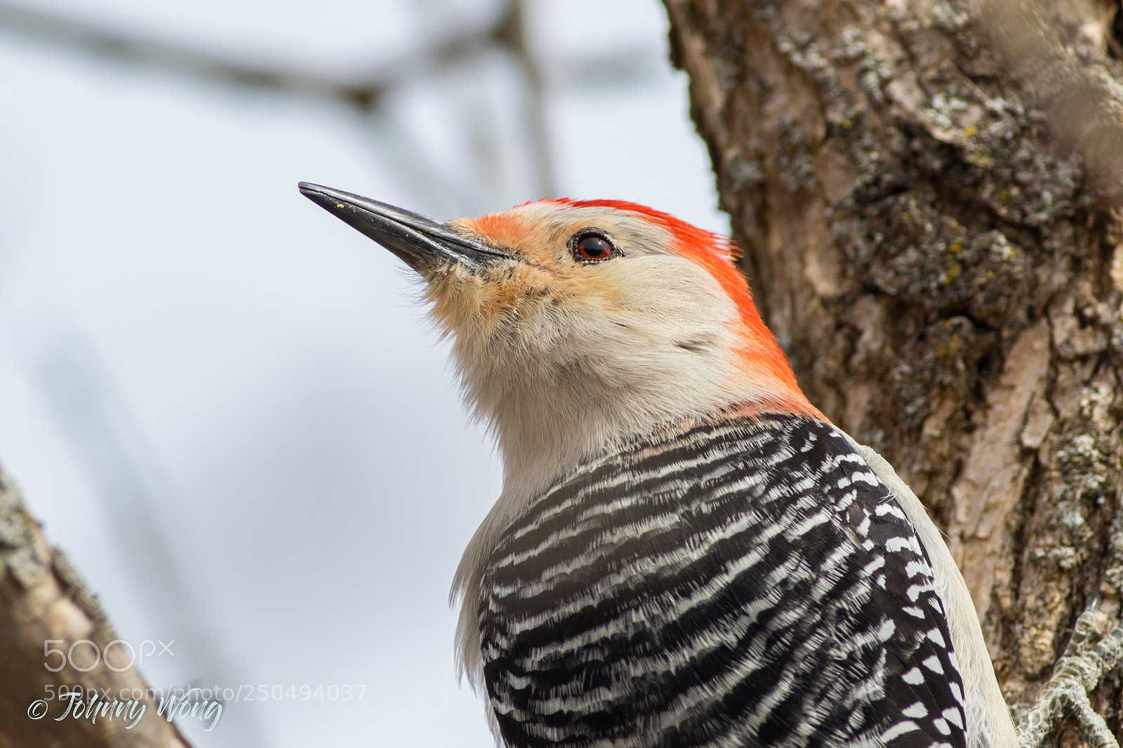 Canon EOS 7D Mark II sample photo. Red-bellied woodpecker photography