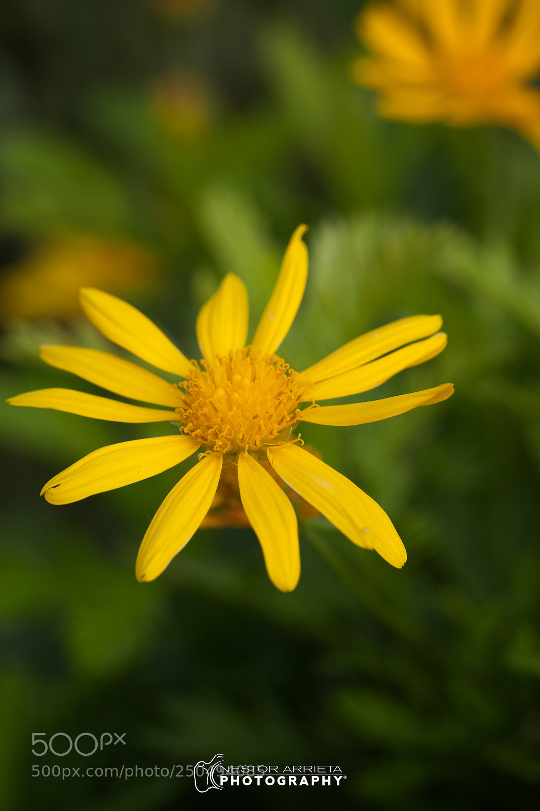 Canon EOS 5D Mark II sample photo. Sunstar photography