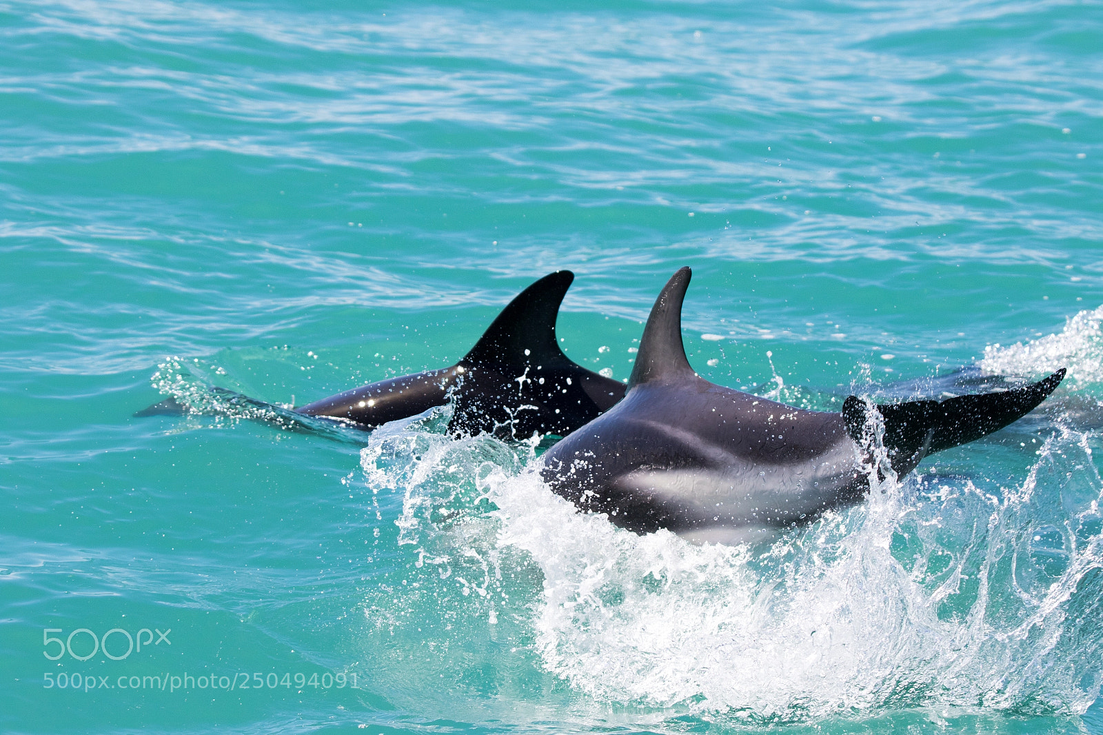 Canon EOS 7D Mark II sample photo. Dusky delphin photography