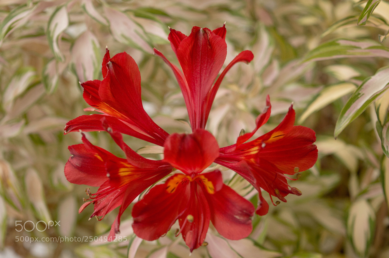 Nikon D3200 sample photo. Red flower photography