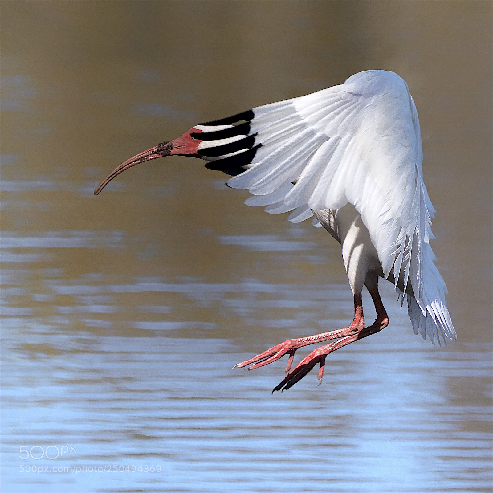 Canon EOS 7D sample photo. Ibis in flight photography