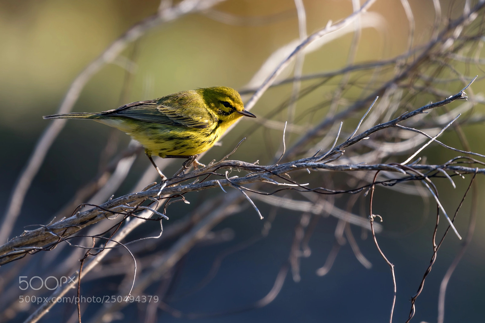 Canon EOS 5D Mark IV sample photo. Warbler photography