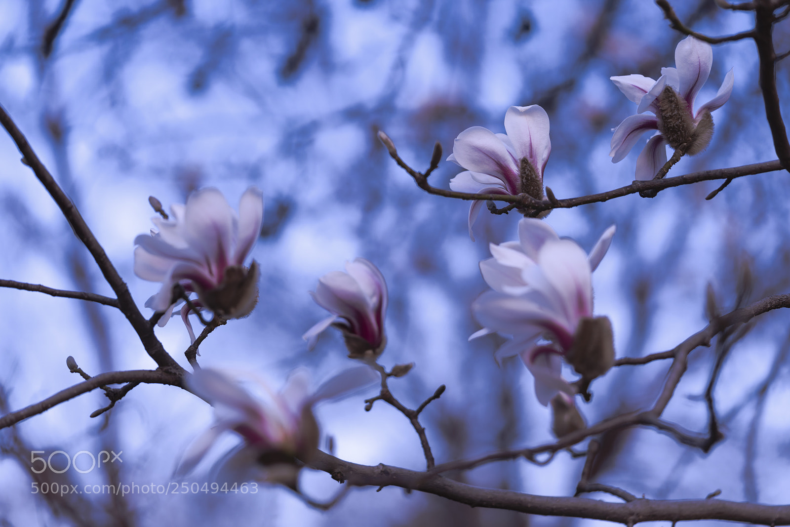 Sony a7R II sample photo. Flowers photography