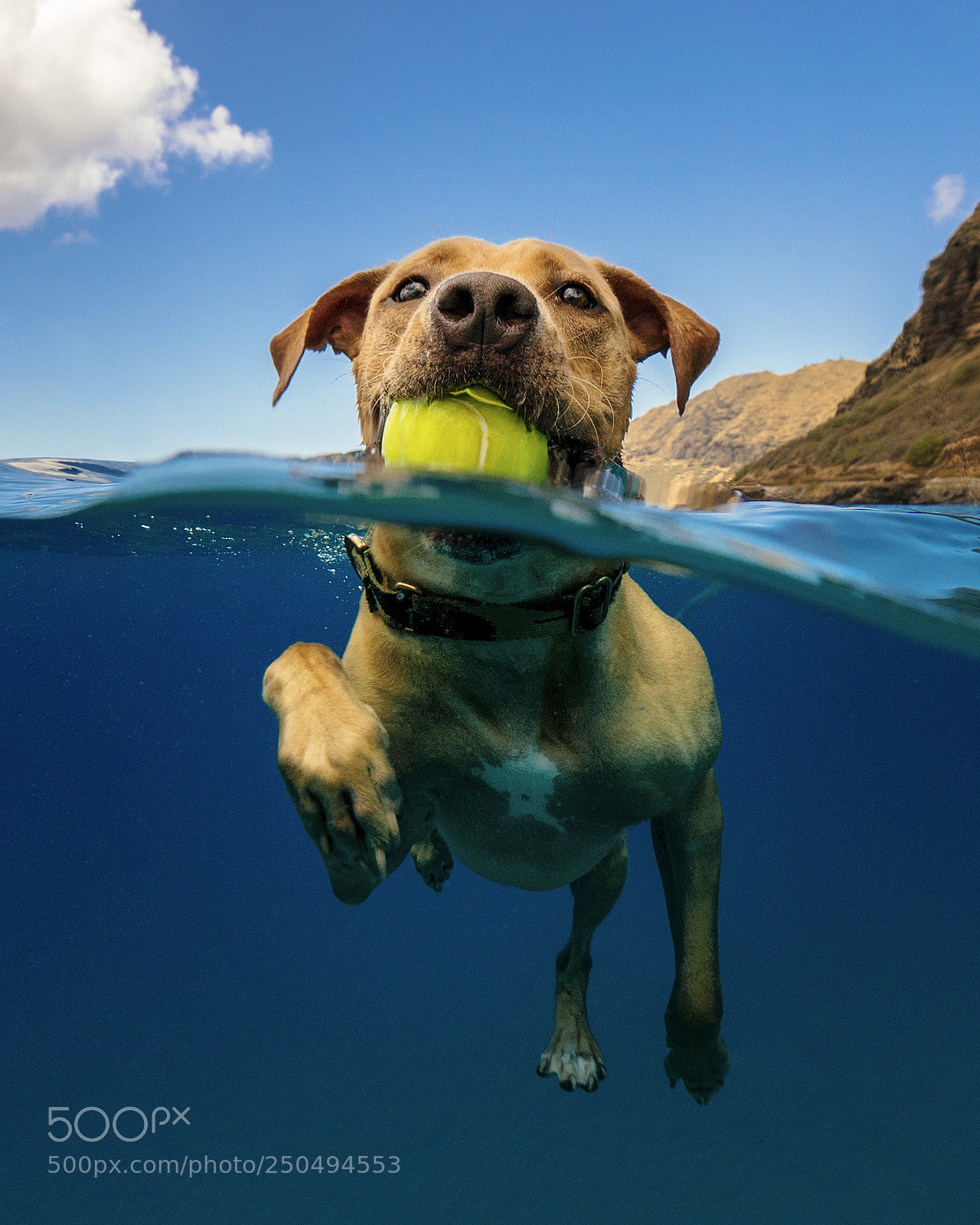 Sony a6300 sample photo. National puppy day photography