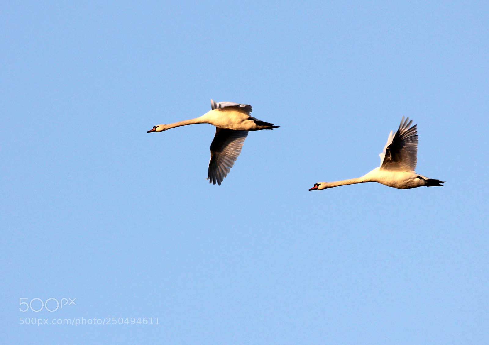 Canon EOS 60D sample photo. Duet photography
