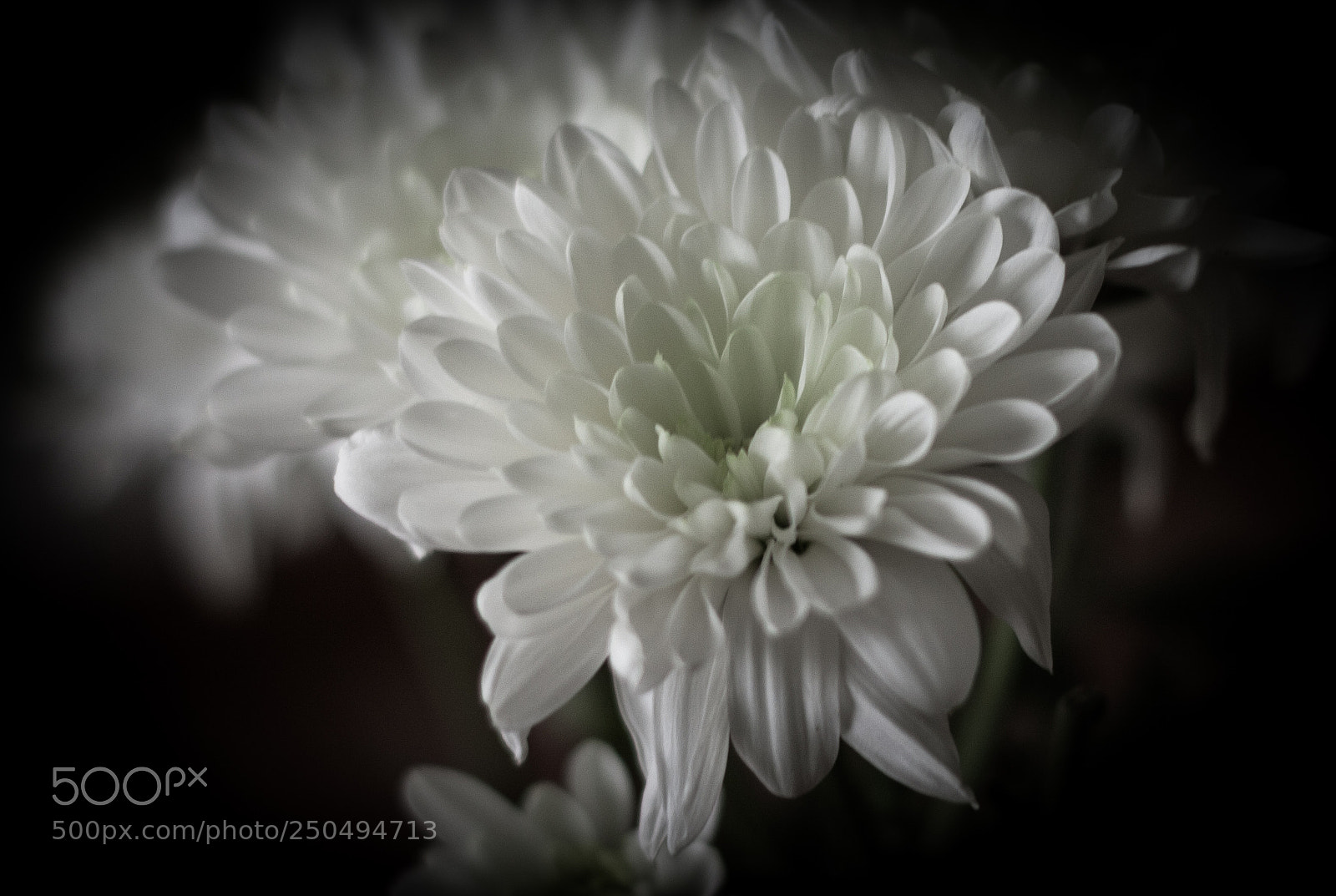 Canon EOS 40D sample photo. Daisy photography