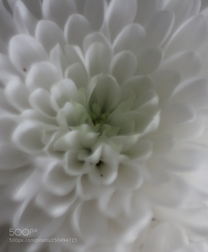 Canon EOS 40D sample photo. Img photography