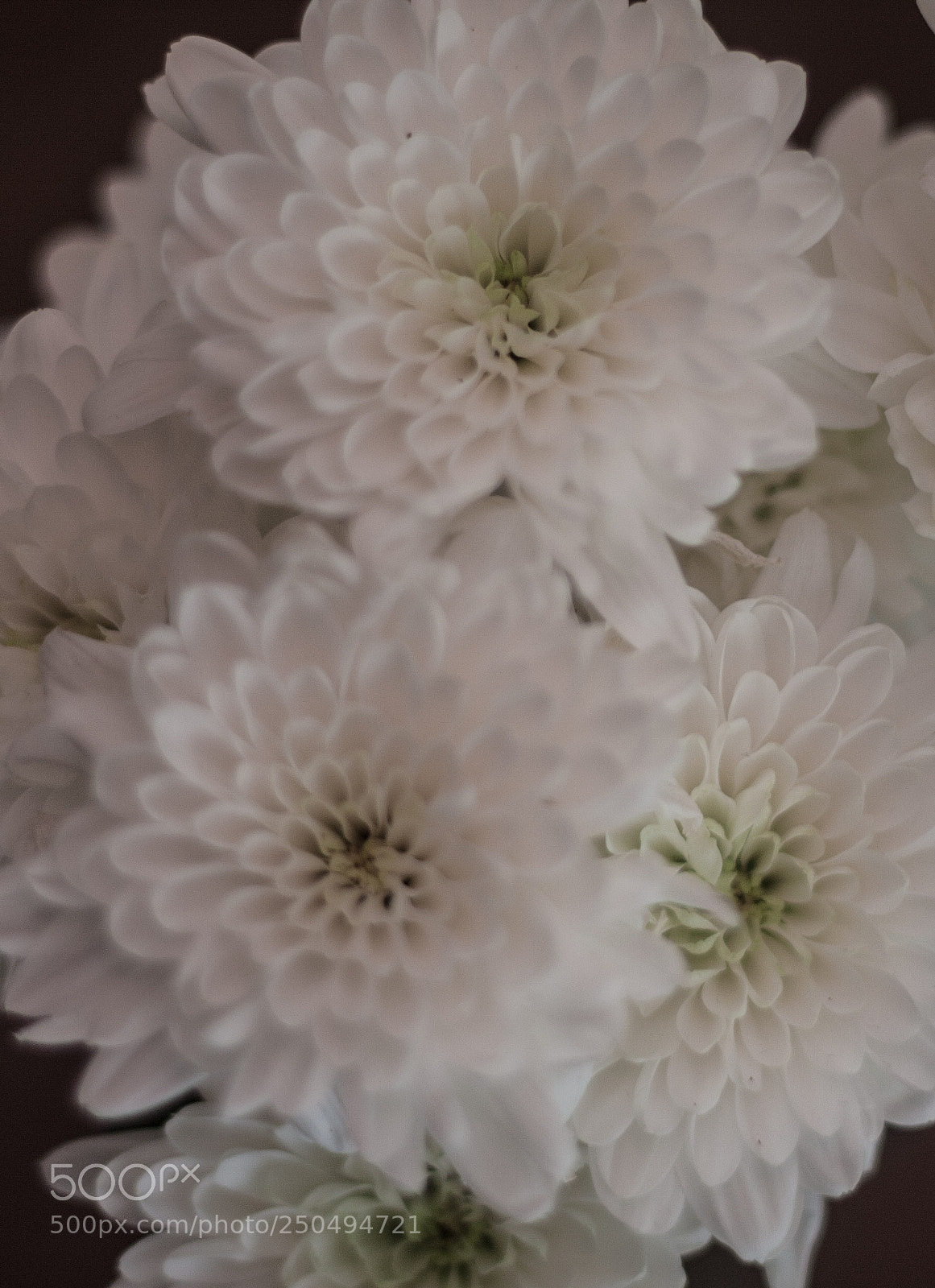 Canon EOS 40D sample photo. Img photography
