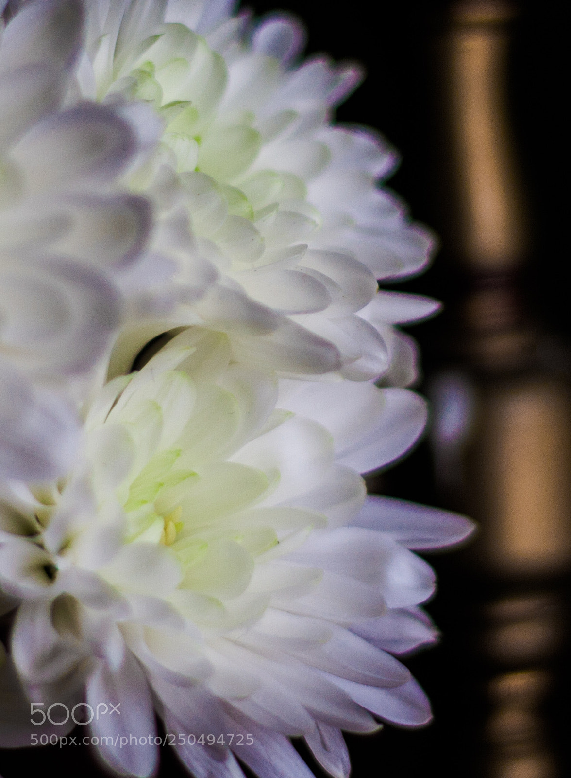 Canon EOS 40D sample photo. Img photography