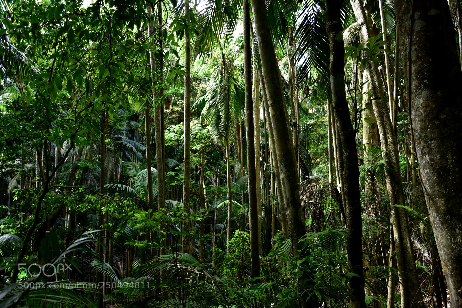 Nikon D7200 sample photo. Forest photography
