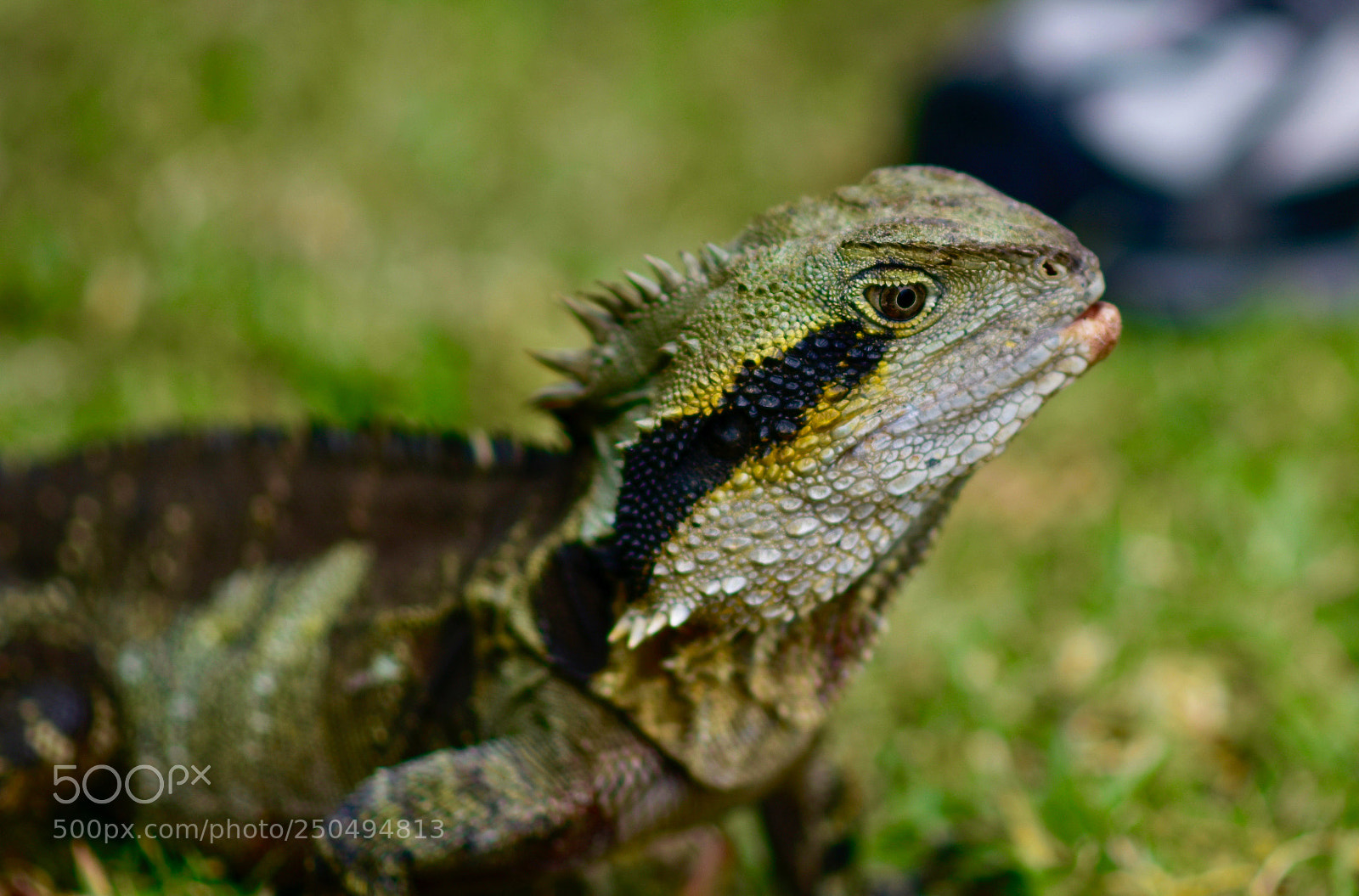 Nikon D7200 sample photo. Lizard photography