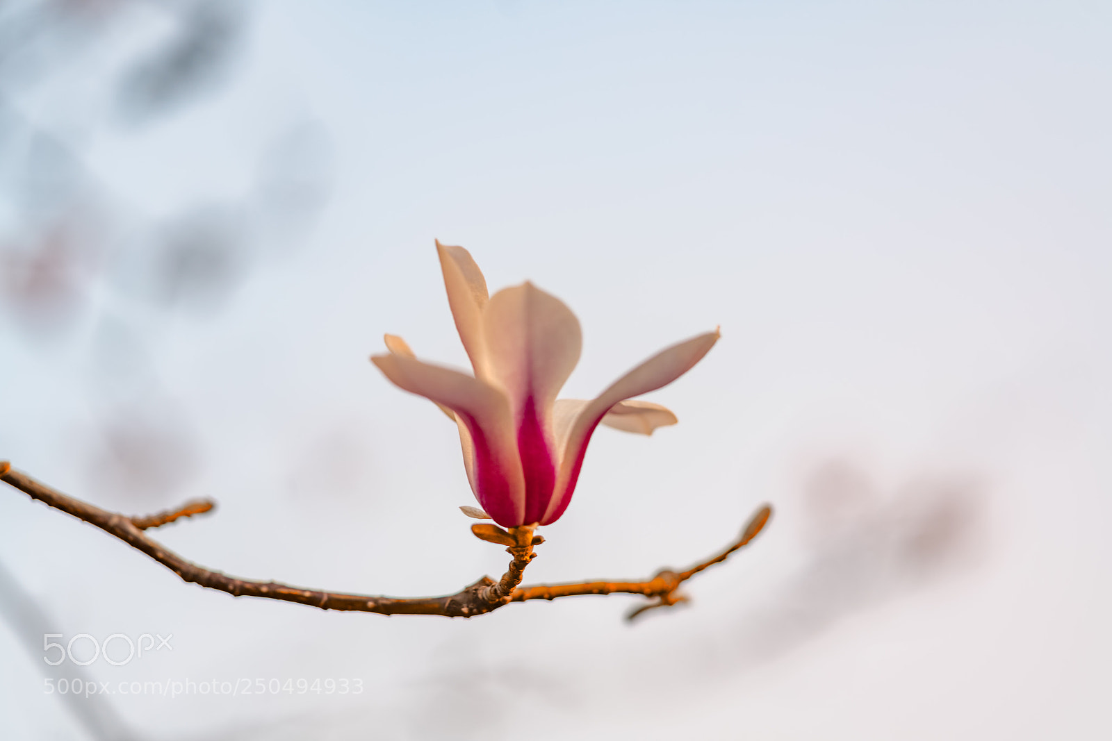 Sony a7R II sample photo. Flowers1 photography