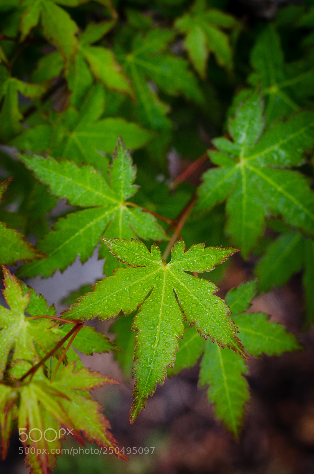 Nikon D5100 sample photo. Spring rain photography