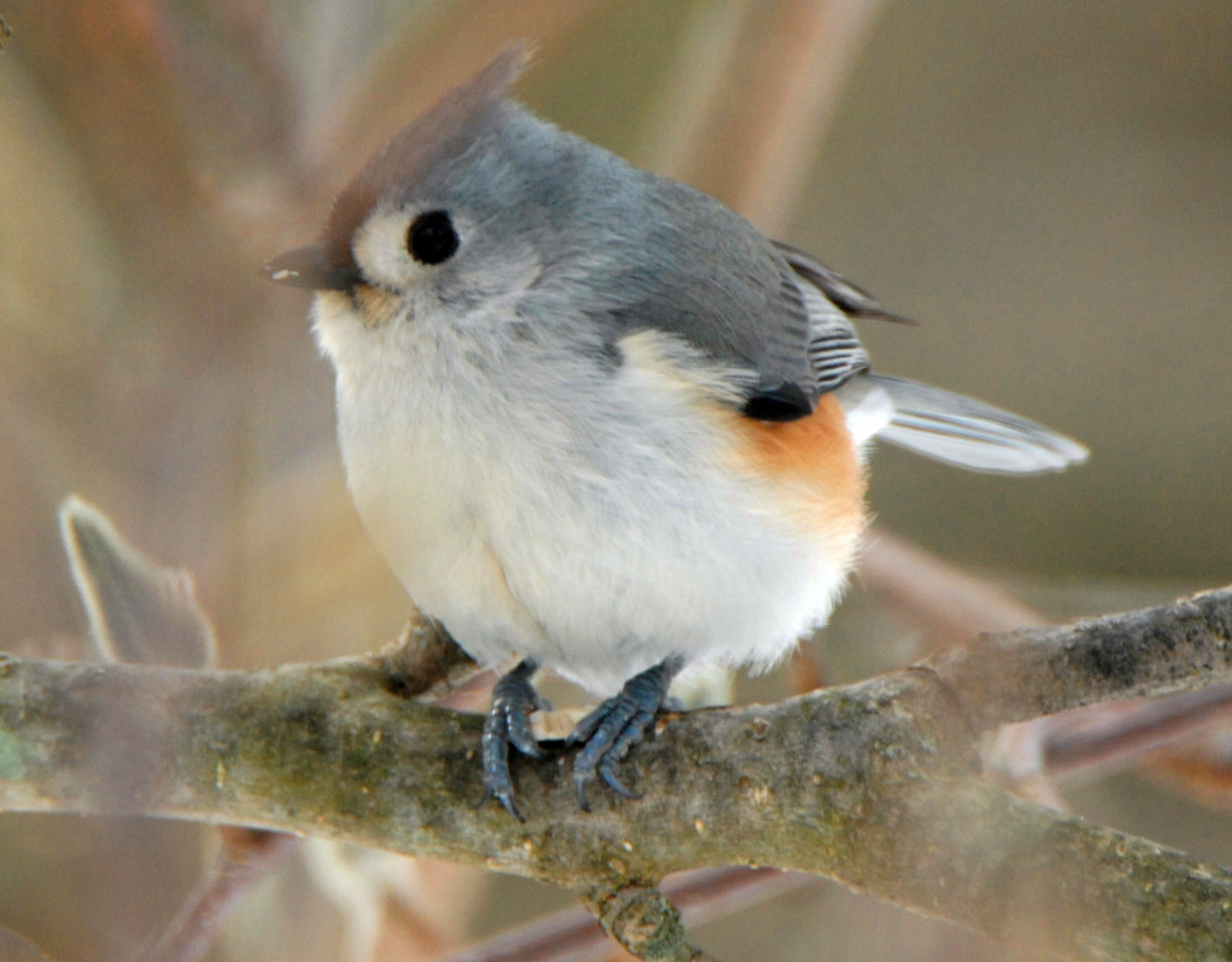 Nikon D2Xs sample photo. Tufted titmouse
baeolophus bicolor photography