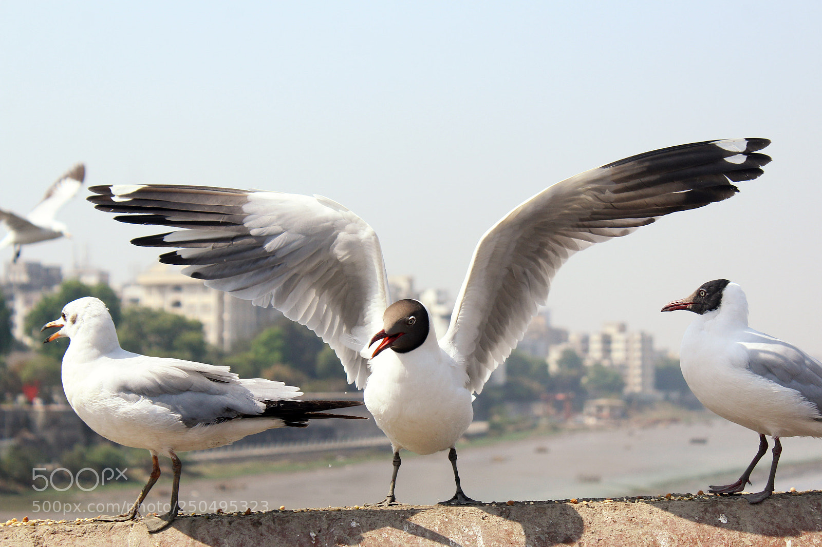 Canon EOS 1200D (EOS Rebel T5 / EOS Kiss X70 / EOS Hi) sample photo. I am the boss photography