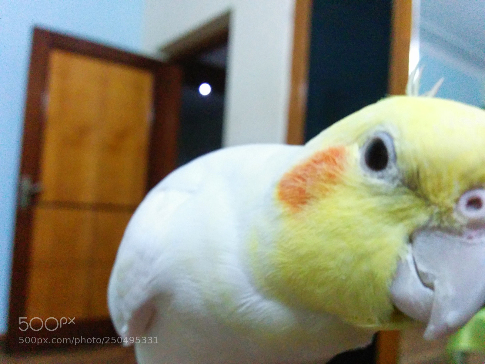 LG Nexus 5 sample photo. Birb photography