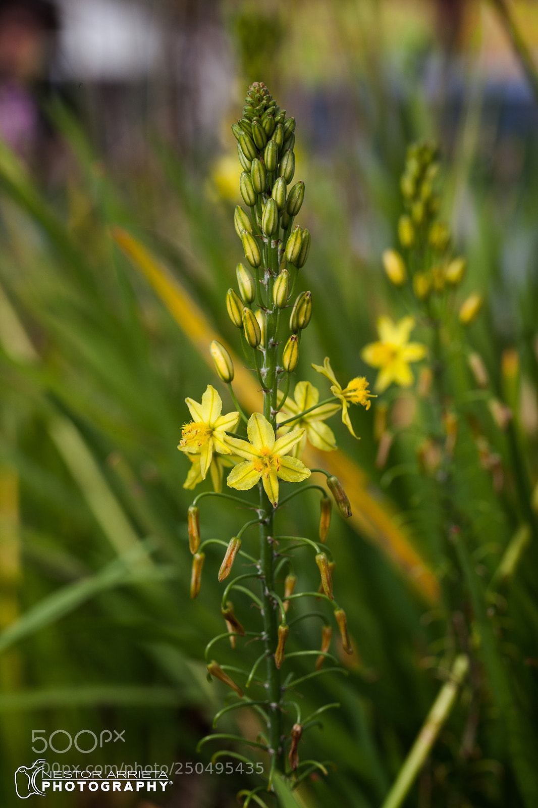 Canon EOS 5D Mark II sample photo. Orchidza photography