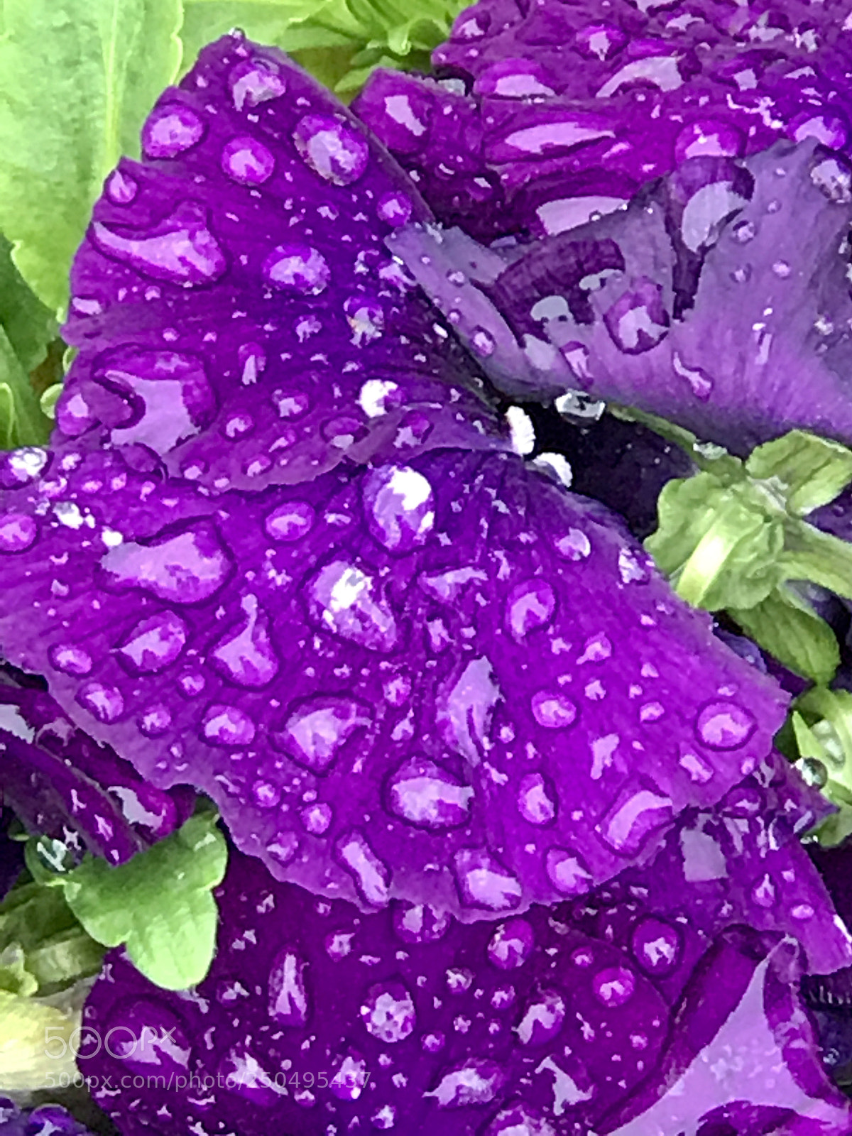 Apple iPhone 7 Plus sample photo. Spring rain photography