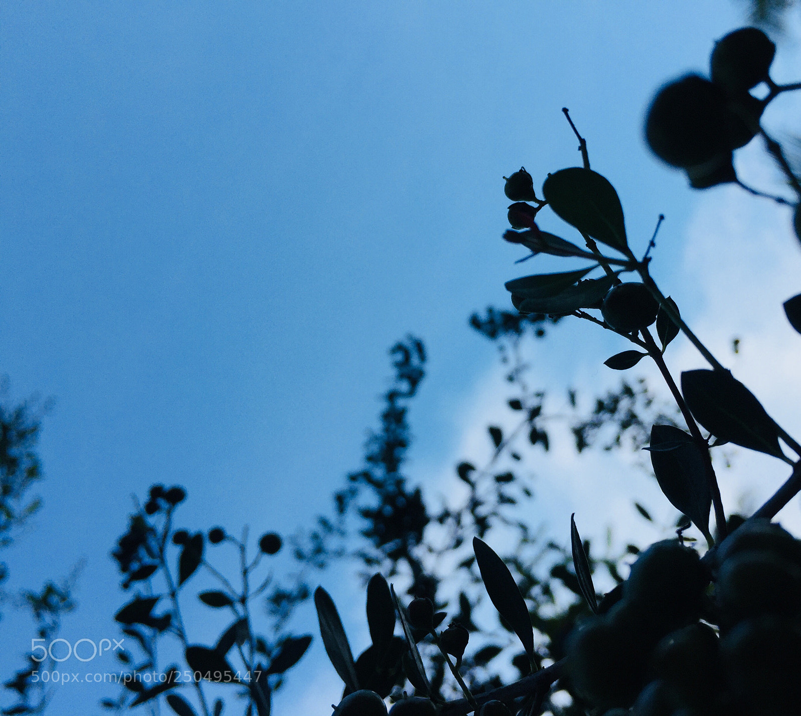 Apple iPhone 6 sample photo. Untitled photography