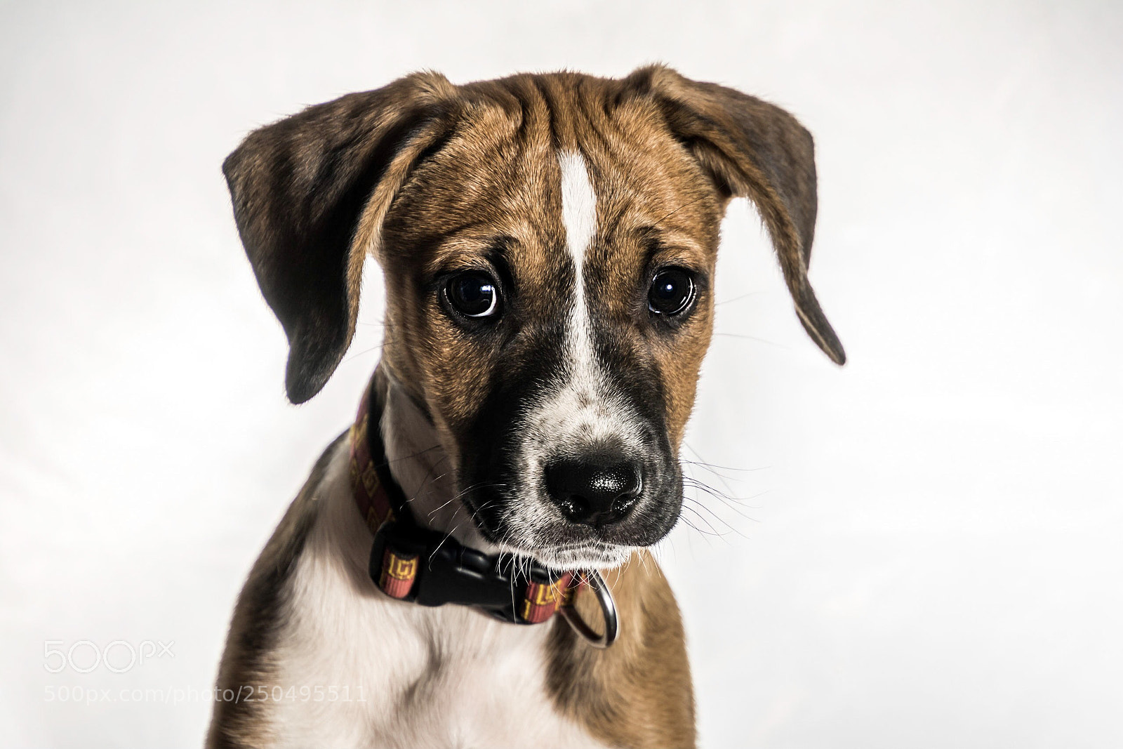 Nikon D7100 sample photo. Pepper photography