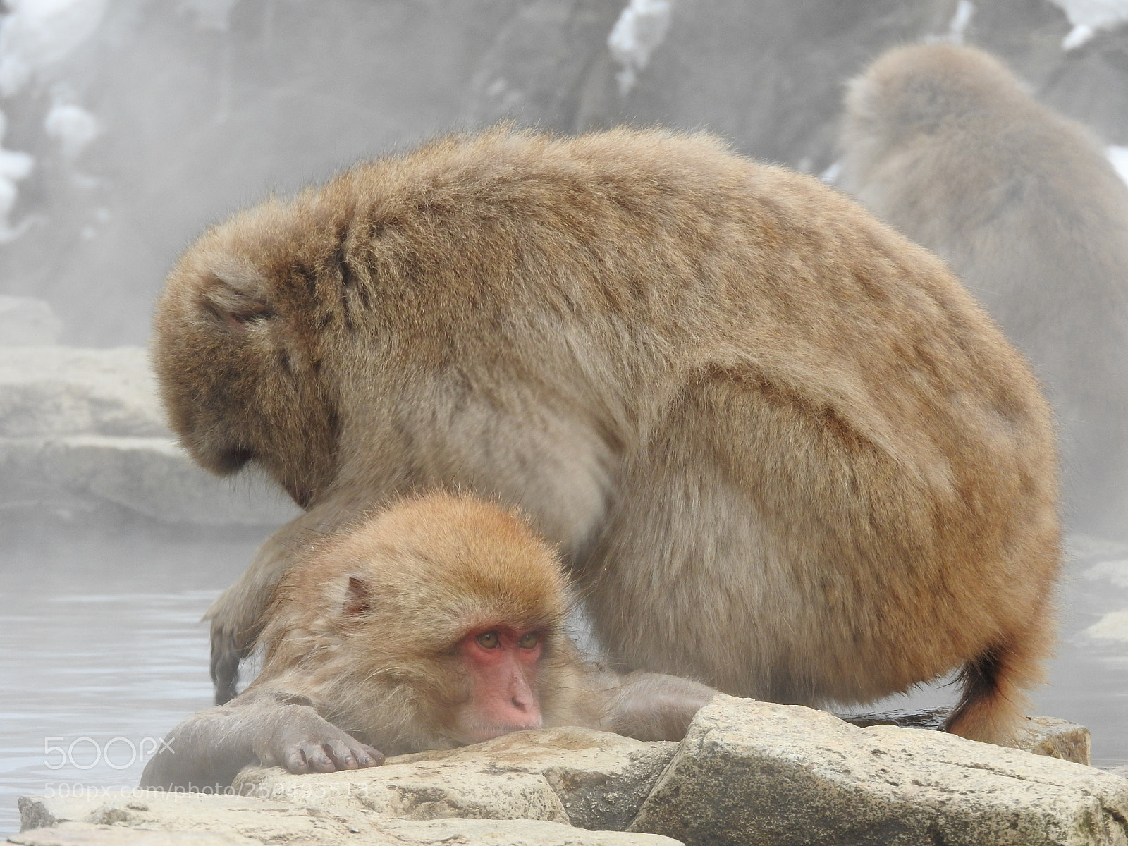 Nikon Coolpix P610 sample photo. Monkeys photography