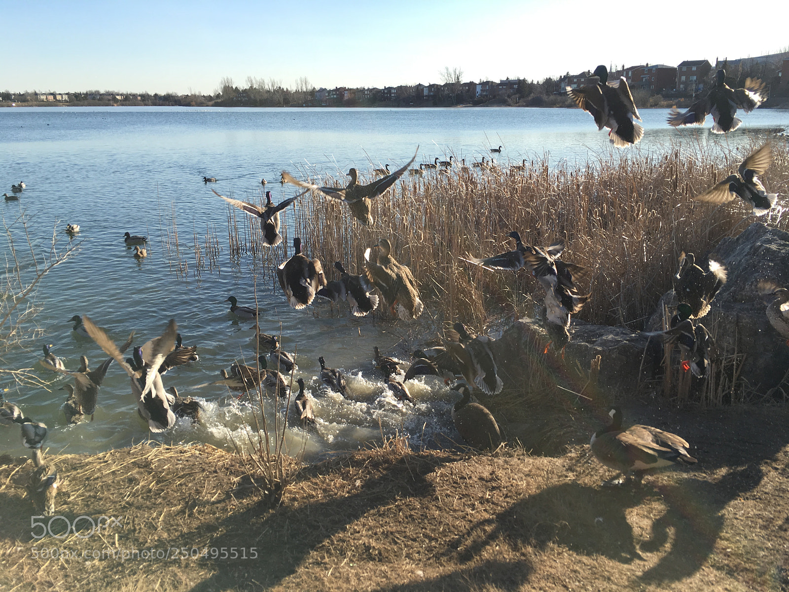 Apple iPhone 6s sample photo. Ducks photography