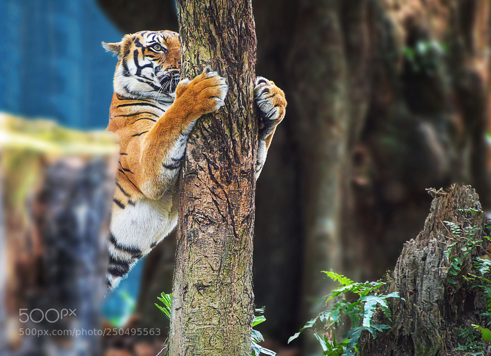 Nikon D3200 sample photo. Tree hugger photography