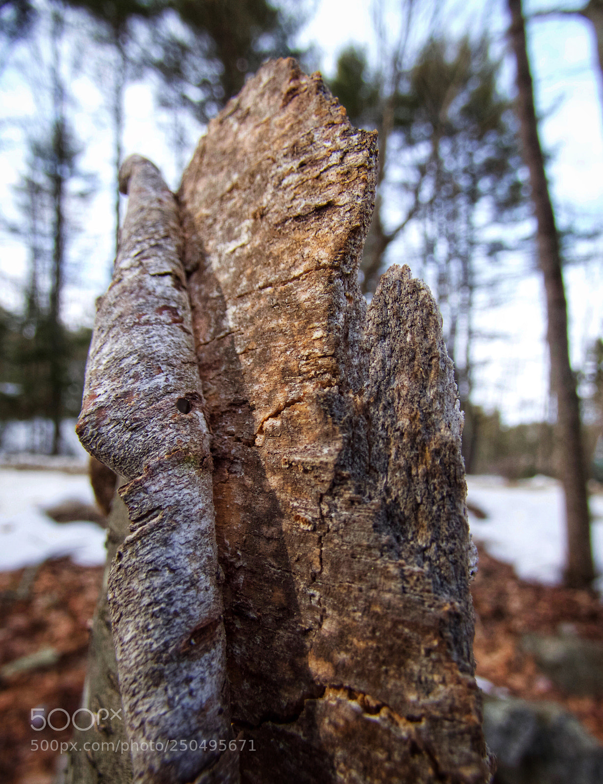 Panasonic Lumix DMC-FZ70 sample photo. Peeling bark photography