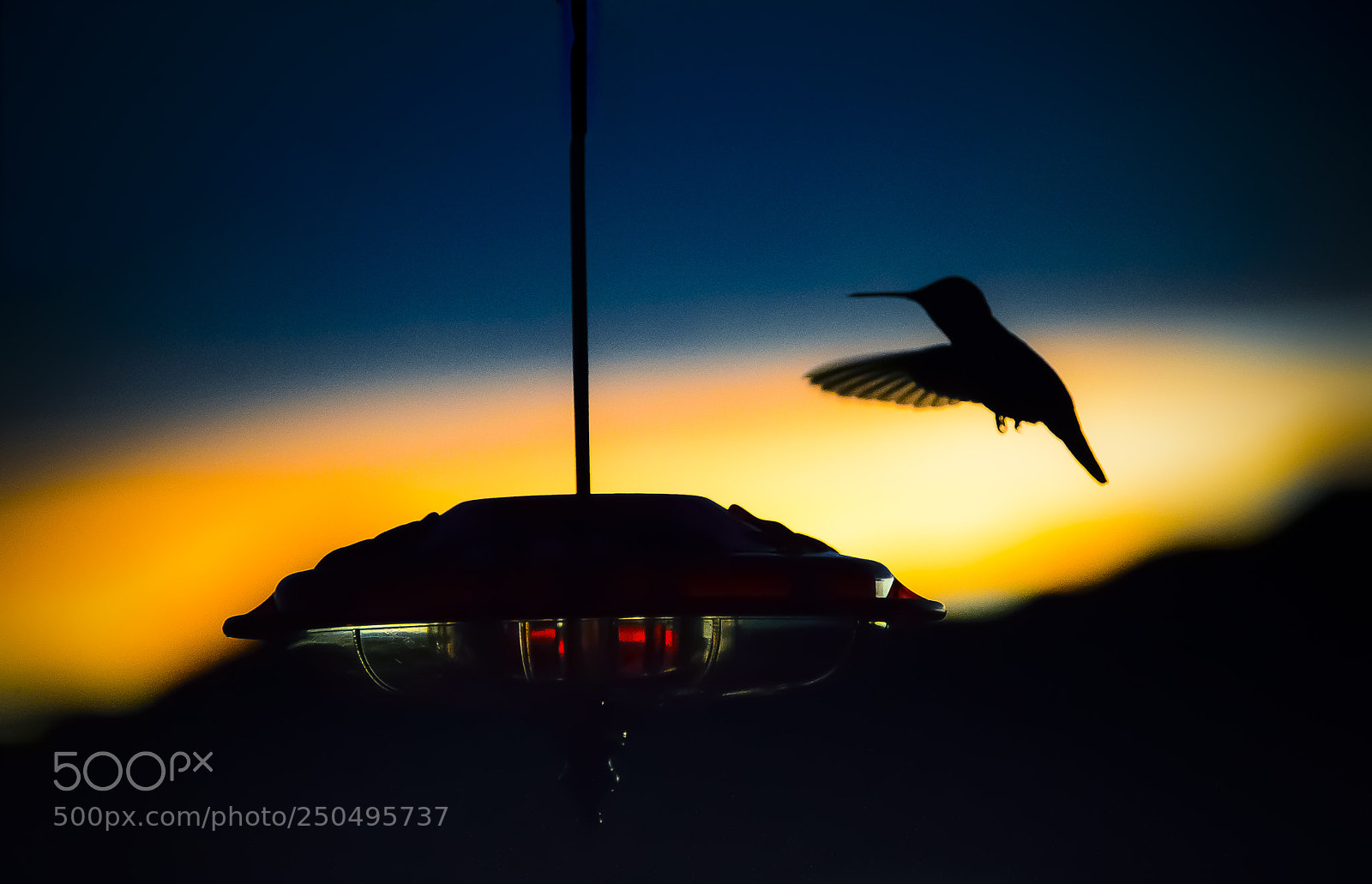 Nikon D4 sample photo. Hummingbird at sunset photography