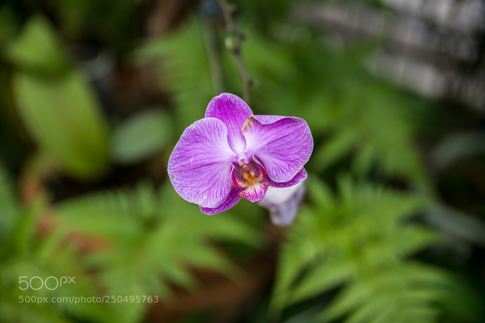 Nikon D600 sample photo. Purple orchird photography