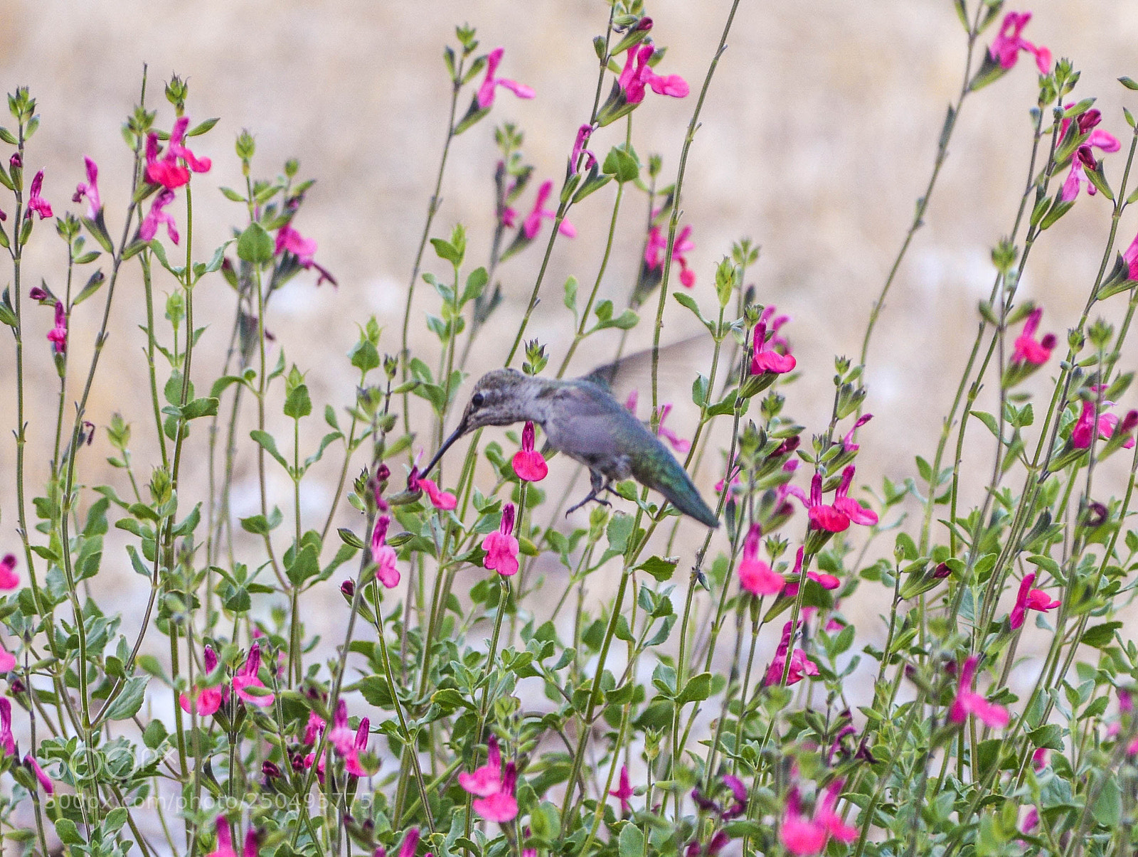 Nikon D3200 sample photo. Garden hummingbird feeding photography
