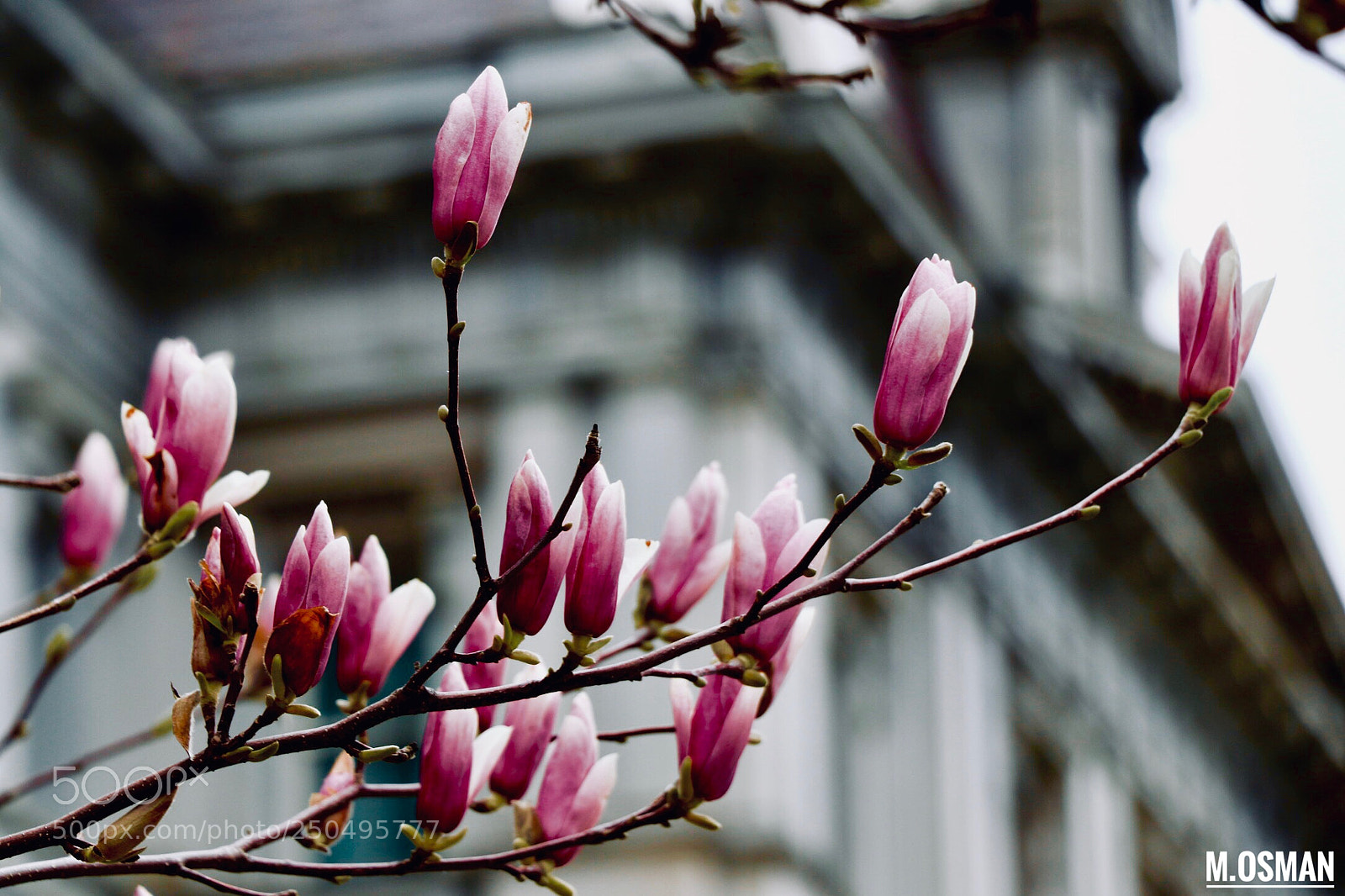 Canon EOS 80D sample photo. Spring... photography