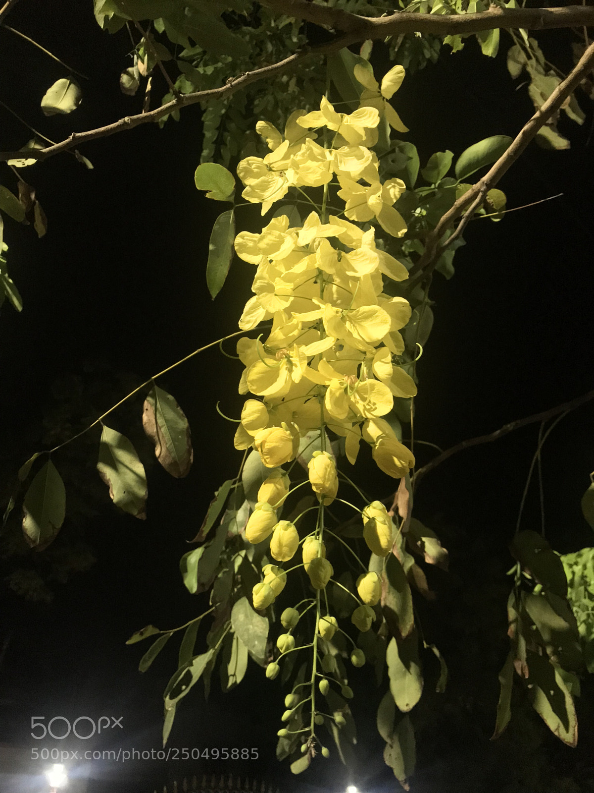 Apple iPhone 7 Plus sample photo. Natures chandelier  photography