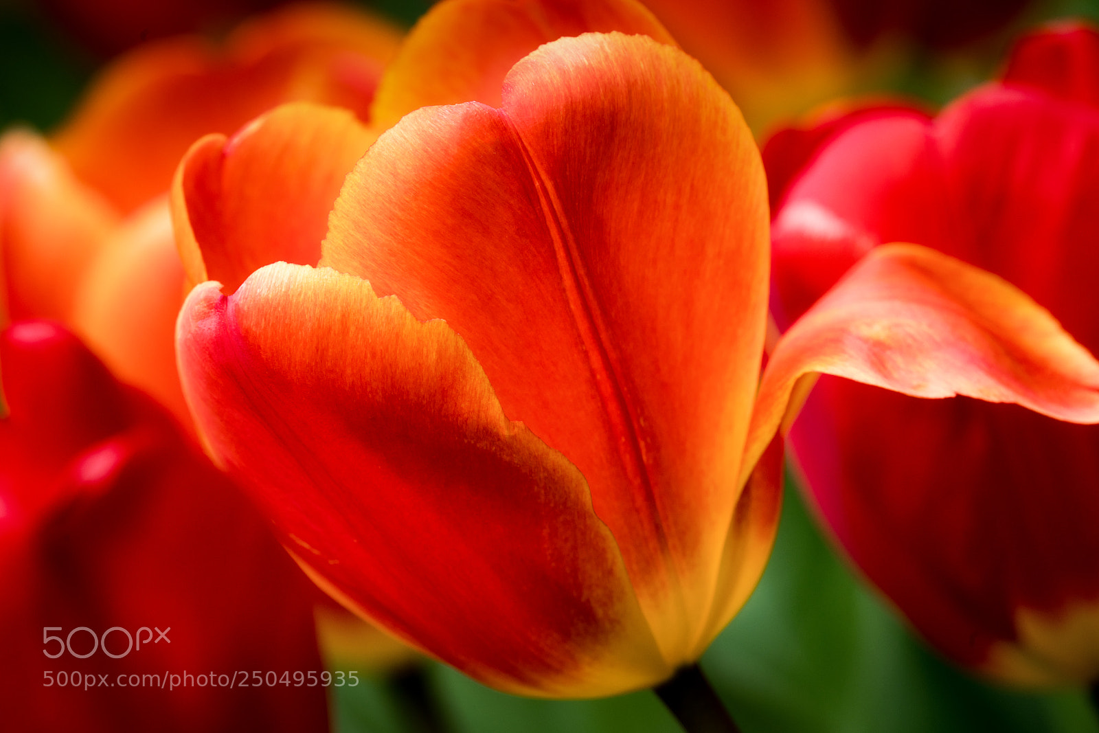 Sony a7R III sample photo. Tulips photography