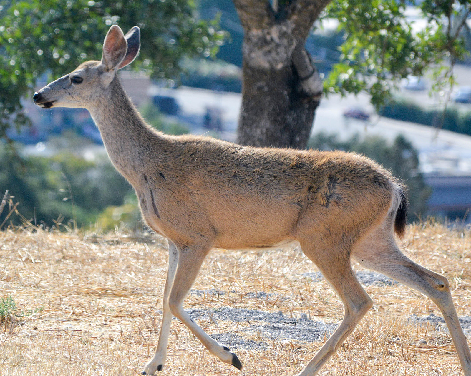 Nikon D3200 sample photo. Deer in the wild photography