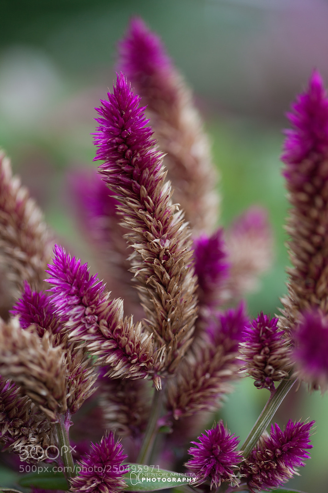 Canon EOS 5D Mark II sample photo. Espigas photography