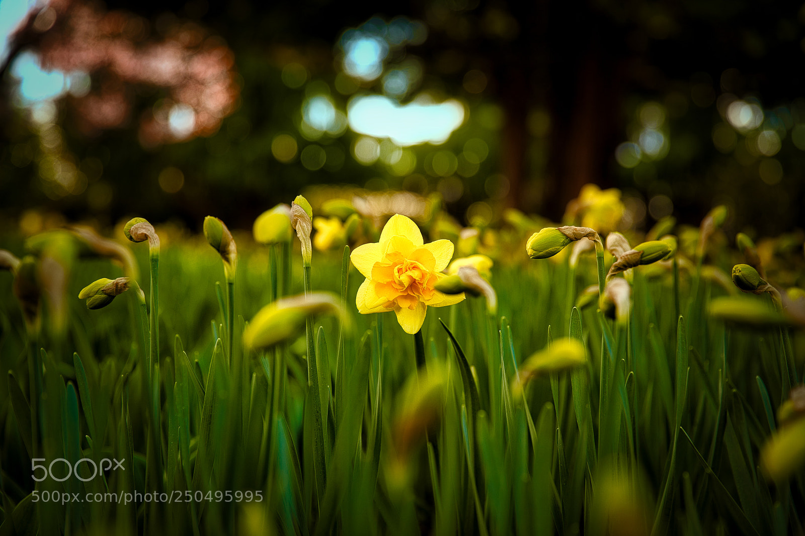 Canon EOS 5D Mark IV sample photo. Daffodil photography