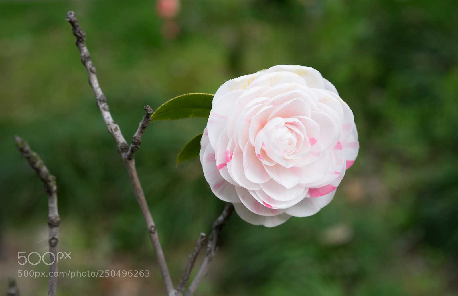 Sony a7 sample photo. Shanghai spring #1 photography