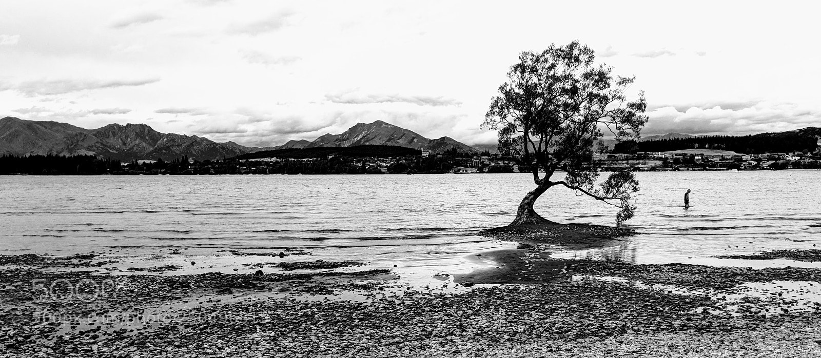 Google Pixel 2 XL sample photo. Water roots photography