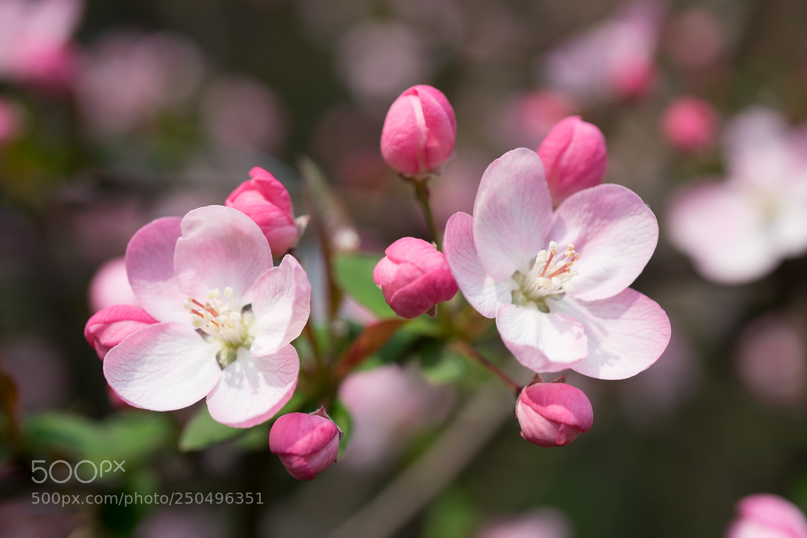 Sony a7 sample photo. Shanghai spring #2 photography