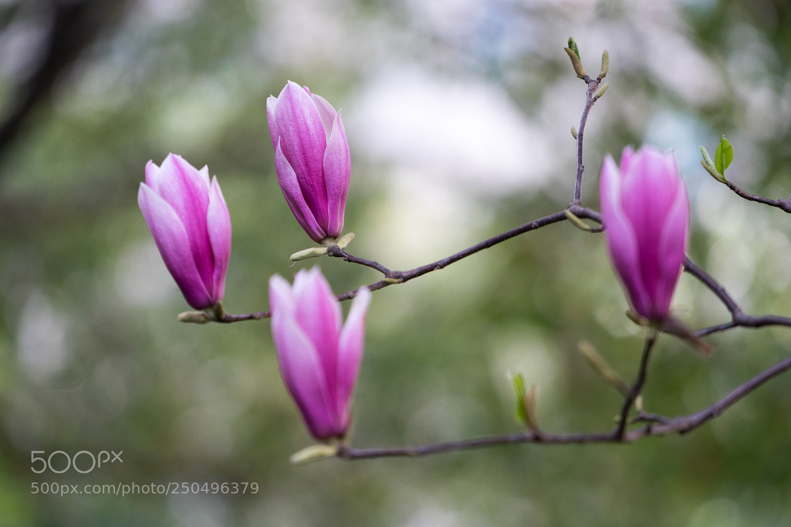 Sony a7 sample photo. Shanghai spring #3 photography