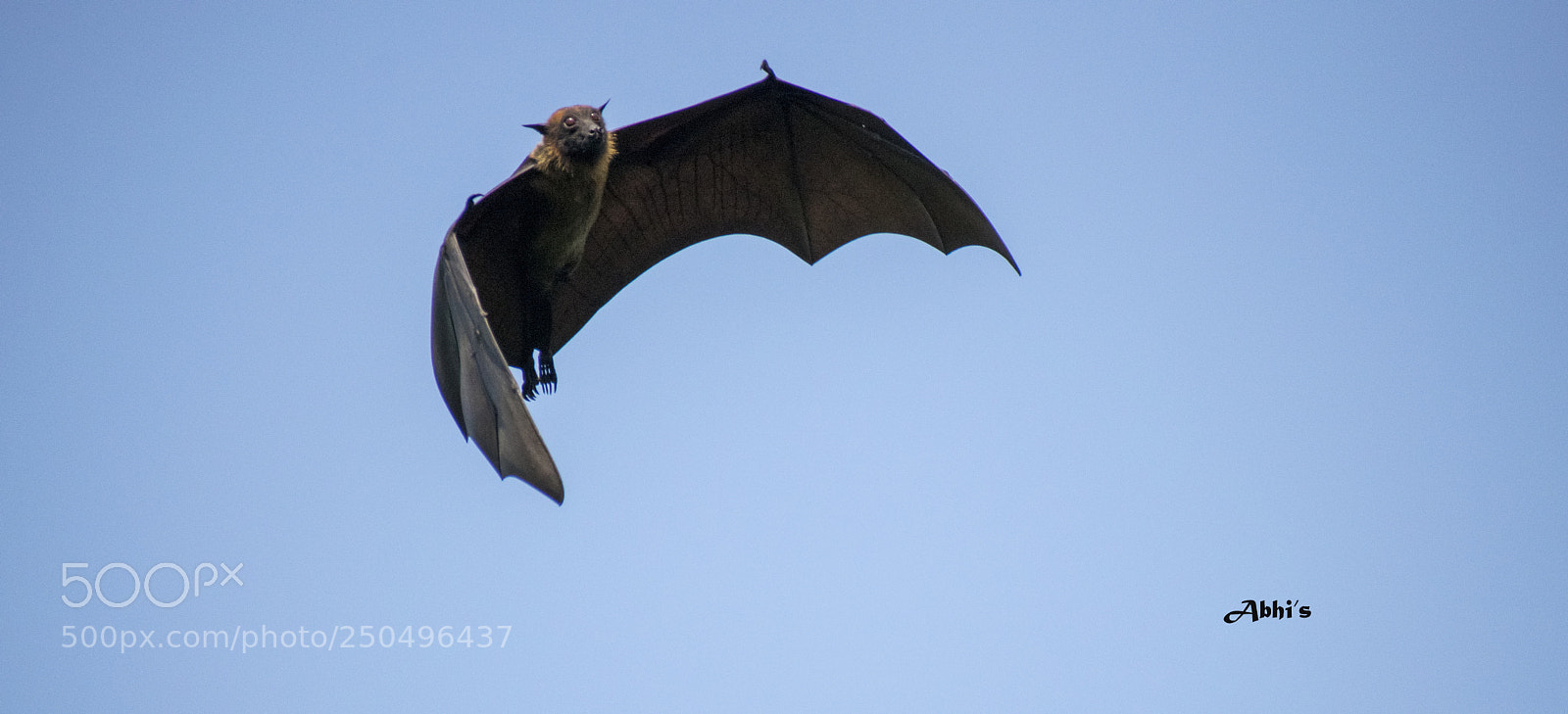 Nikon D3300 sample photo. Bat culture photography