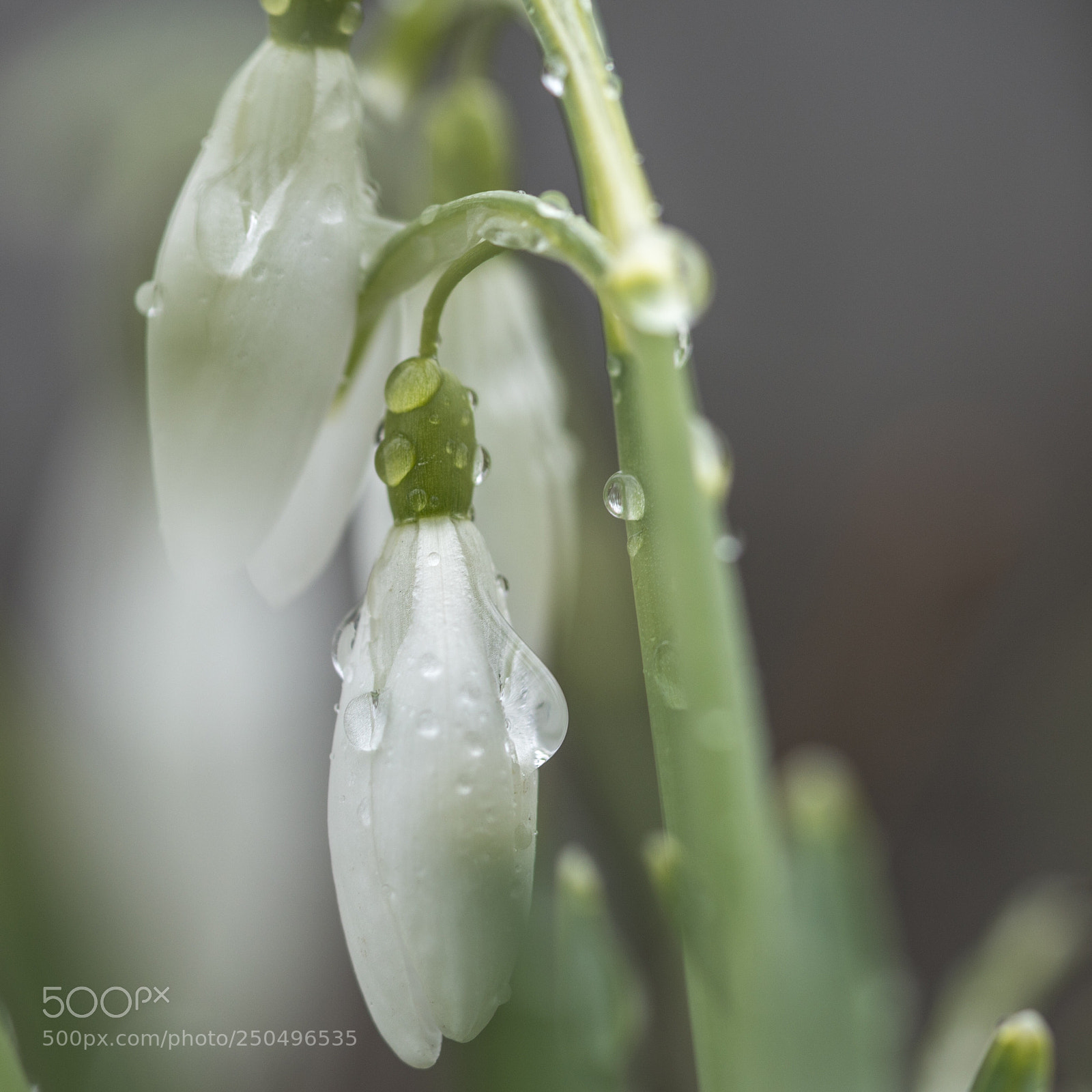 Sony a7R II sample photo. Winter surprise photography